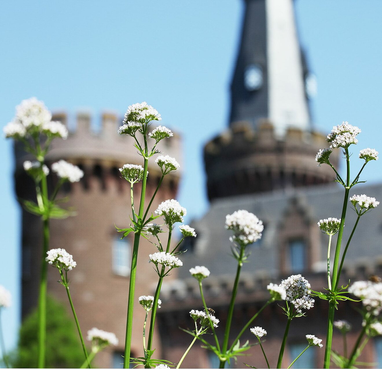 Blühende Pflanze mit Blick auf das Schloss im Hintergrund