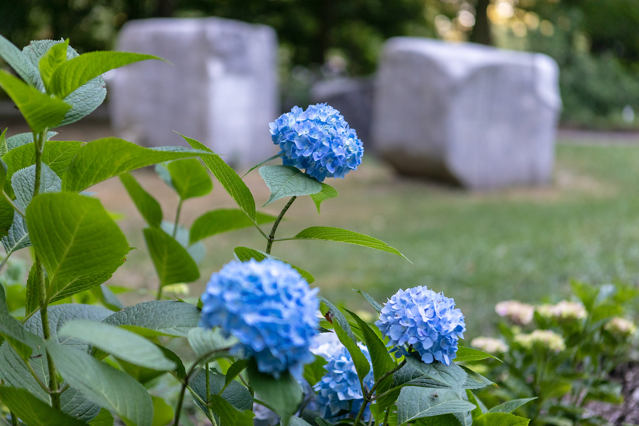 Marmorsteine im Skulpturenpark, im Vordergrund blaue Hortensien
